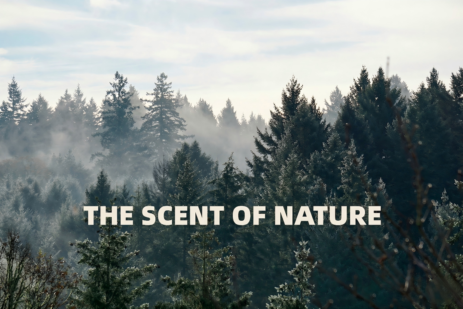 spc plank flooring with ixpe padding